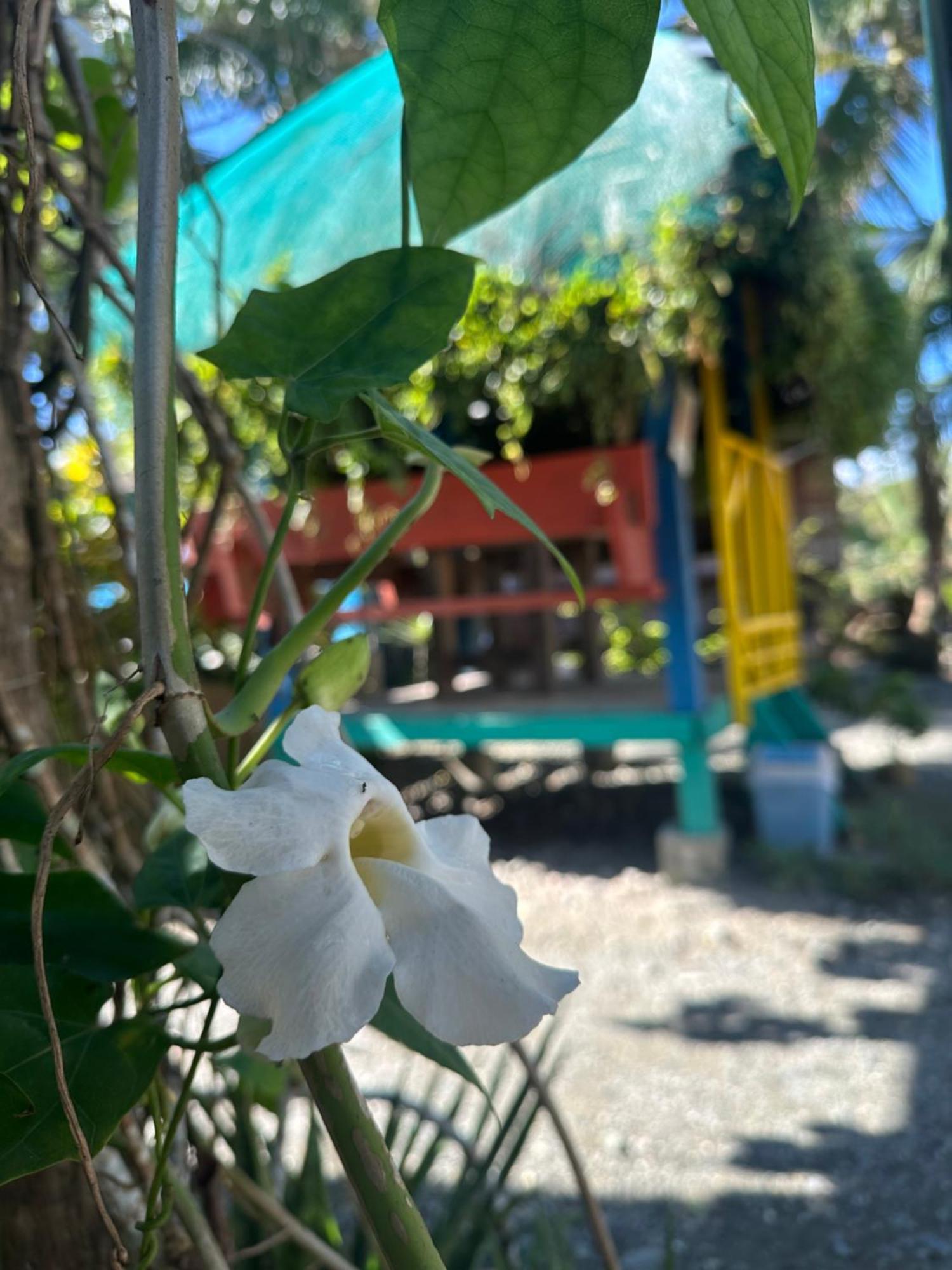 Lotus Sun&Waves Beach Resort Baler Exterior foto